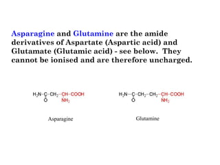 Asparagine and Glutamine are the amide
derivatives of Aspartate (Aspartic acid) and
Glutamate (Glutamic acid) - see below.  They
cannot be ionised and are therefore uncharged. 
Asparagine Glutamine
 