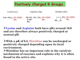 Positively Charged R Groups
Lysine (Lys) Arginine (Arg) Histidine (His)
Lysine and Arginine both have pKs around 10.0
and are therefore always positively charged at
neutral pH. 
With a pK of 6.5, Histidine can be uncharged or
positively charged depending upon its local
environment. 
Histidine has an important role in the catalytic
mechanism of enzymes and explains why it is often
found in the active site.
 
