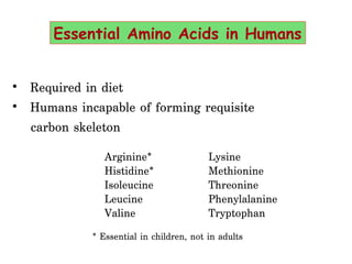 • Required in diet
• Humans incapable of forming requisite
carbon skeleton
Arginine*
Histidine*
Isoleucine
Leucine
Valine
Lysine
Methionine
Threonine
Phenylalanine
Tryptophan
* Essential in children, not in adults
Essential Amino Acids in Humans
 