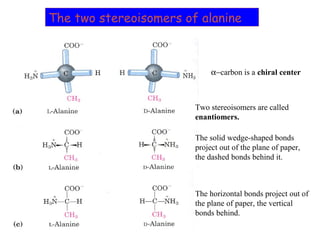 The two stereoisomers of alanine
α−carbon is a chiral center
Two stereoisomers are called
enantiomers.
The solid wedge-shaped bonds
project out of the plane of paper,
the dashed bonds behind it.
The horizontal bonds project out of
the plane of paper, the vertical
bonds behind.
 