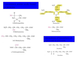 Uncommon amino acids found
in proteins
Intermediates of biosynthesis of
arginin and in urea cycle
 