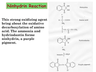 This strong oxidizing agent
bring about the oxidative
decarboxylation of amino
acid. The ammonia and
hydrindantin forme
ninhydrin, a purple
pigment.
Ninhydrin Reaction
 