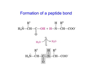 Formation of a peptide bond
 