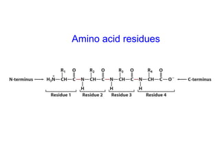 Amino acid residues
 