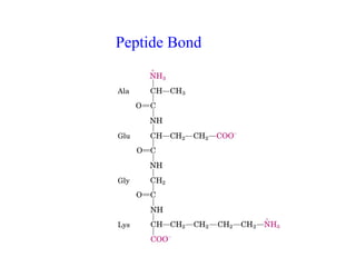 Peptide Bond
 
