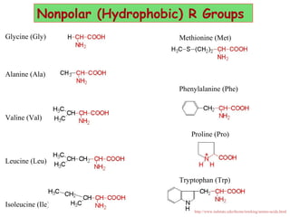 Glycine (Gly)
Alanine (Ala)
Valine (Val)
Leucine (Leu)
Isoleucine (Ile)
Nonpolar (Hydrophobic) R Groups
http://www.indstate.edu/thcme/mwking/amino-acids.html
Proline (Pro)
Tryptophan (Trp)
Phenylalanine (Phe)
Methionine (Met)
 