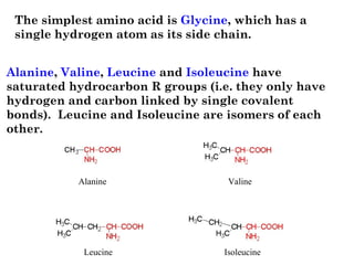 Alanine, Valine, Leucine and Isoleucine have
saturated hydrocarbon R groups (i.e. they only have
hydrogen and carbon linked by single covalent
bonds).  Leucine and Isoleucine are isomers of each
other.
The simplest amino acid is Glycine, which has a
single hydrogen atom as its side chain. 
Alanine Valine
Leucine Isoleucine
 
