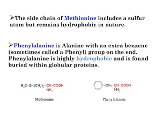 Phenylalanine is Alanine with an extra benzene
(sometimes called a Phenyl) group on the end. 
Phenylalanine is highly hydrophobic and is found
buried within globular proteins. 
Methionine Phenylalanine
The side chain of Methionine includes a sulfur
atom but remains hydrophobic in nature. 
 