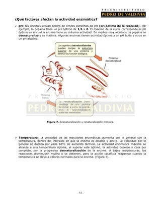 ¿Qué factores afectan la actividad enzimática?
 pH: las enzimas actúan dentro de límites estrechos de pH (pH óptimo de la reacción). Por
ejemplo, la pepsina tiene un pH óptimo de 1,5 a 2. El máximo de la curva corresponde al pH
óptimo en el cual la enzima tiene su máxima actividad. En medios muy alcalinos, la pepsina se
desnaturaliza y se inactiva. Algunas enzimas tienen actividad óptima a un pH ácido y otras en
un pH alcalino.
Los agentes desnaturalizantes
pueden romper la estructura
superior de una proteína y
destruir su función biológica.
Proteína
desnaturalizad
a

Proteína
nativa
La renaturalización (reensamblaje de una proteína
funcional) a veces es posible,
pero la desnaturalización
suele ser irreversible

Figura 7. Desnaturalización y renaturalización proteica.

 Temperatura: la velocidad de las reacciones enzimáticas aumenta por lo general con la
temperatura, dentro del intervalo en que la enzima es estable y activa. La velocidad por lo
general se duplica por cada 10°C de aumento térmico. La actividad enzimática máxima se
alcanza a una temperatura óptima, al superar este óptimo, la actividad decrece y cesa por
completo, por la progresiva desnaturalización de la enzima. A bajas temperaturas, las
reacciones disminuyen mucho o se detienen, pero la acción catalítica reaparece cuando la
temperatura se eleva a valores normales para la enzima. (Figura 7).

10

 