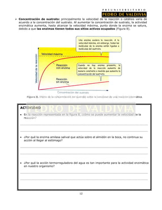  Concentración de sustrato: principalmente la velocidad de la reacción o catálisis varía de
acuerdo a la concentración del sustrato. Al aumentar la concentración de sustrato, la actividad
enzimática aumenta, hasta alcanzar la velocidad máxima, punto donde la enzima se satura,
debido a que las enzimas tienen todos sus sitios activos ocupados (Figura 8).

Una enzima acelera la reacción. A la
velocidad máxima, sin embargo, todas las
moléculas de la enzima están ligadas a
moléculas del sustrato.

Cuando no hay enzima presente, la
velocidad de la reacción aumenta de
manera constante a medida que aumenta la
concentración del sustrato.

Figura 8. Efecto de la concentración del sustrato sobre la velocidad de una reacción enzimática .

ACTIVIDAD
En la reacción representada en la figura 8, ¿cómo se puede aumentar la velocidad de la
reacción?
……………………………………………………………………………………………………………………………………………………………
……………………………………………………………………………………………………………………………………………………………
¿Por qué la enzima amilasa salival que actúa sobre el almidón en la boca, no continua su
acción al llegar al estómago?
……………………………………………………………………………………………………………………………………………………………
……………………………………………………………………………………………………………………………………………………………
¿Por qué la acción termorreguladora del agua es tan importante para la actividad enzimática
en nuestro organismo?
……………………………………………………………………………………………………………………………………………………………
……………………………………………………………………………………………………………………………………………………………

12

 
