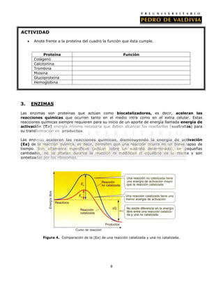 ACTIVIDAD
Anote frente a la proteína del cuadro la función que ésta cumple.
Proteína
Colágeno
Calcitonina
Trombina
Miosina
Glucoproteína
Hemoglobina

3.

Función

ENZIMAS

Las enzimas son proteínas que actúan
reacciones químicas que ocurren tanto
reacciones químicas siempre requieren para
activación (Ea) energía mínima necesaria
su transformación en productos.

como biocatalizadores, es decir, aceleran las
en el medio intra como en el extra celular. Estas
su inicio de un aporte de energía llamada energía de
que deben alcanzar los reactantes (sustratos) para

Las enzimas aceleran las reacciones químicas, disminuyendo la energía de activación
(Ea) de la reacción química, es decir, permiten que una reacción ocurra en un breve lapso de
tiempo. Son altamente específicas (actúan sobre un sustrato determinado), en pequeñas
cantidades, no se alteran durante la reacción ni modifican el equilibrio de la misma y son
sintetizadas por los ribosomas.

Figura 4. Comparación de la (Ea) de una reacción catalizada y una no catalizada.

8

 