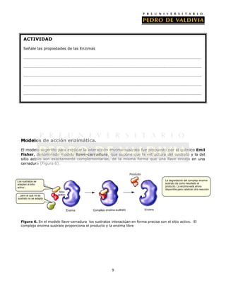 ACTIVIDAD
Señale las propiedades de las Enzimas
……………………………………………………………………………………………………………………………………………………………
……………………………………………………………………………………………………………………………………………………………
……………………………………………………………………………………………………………………………………………………………

……………………………………………………………………………………………………………………………………………………………
……………………………………………………………………………………………………………………………………………………………

Modelos de acción enzimática.
El modelo sugerido para explicar la interacción enzima-sustrato fue propuesto por el químico Emil
Fisher, denominado modelo llave-cerradura, que supone que la estructura del sustrato y la del
sitio activo son exactamente complementarias, de la misma forma que una llave encaja en una
cerradura (Figura 6).

La degradación del complejo enzimasustrato da como resultado el
producto. La enzima está ahora
disponible para catalizar otra reacción

Los sustratos se
adaptan al sitio
activo...
…pero el que no es
sustrato no se adapta

Figura 6. En el modelo llave-cerradura los sustratos interactúan en forma precisa con el sitio activo. El
complejo enzima sustrato proporciona el producto y la enzima libre

9

 