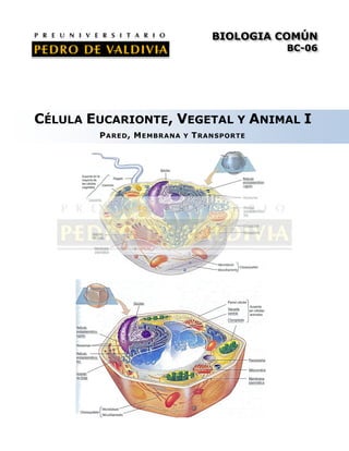 BIOLOGIA COMÚN
BC-06

CÉLULA EUCARIONTE, VEGETAL Y ANIMAL I
P ARED , M EMBRANA

Y

T RANSPORTE

 