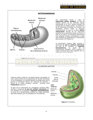 MITOCONDRIAS

Membrana
interna

Membrana
externa

Las
mitocondrias
llevan
a
cabo
la
respiración celular aeróbica, en ésta la
energía química de los alimentos queda
almacenada en el ATP, fuente principal de
energía para el trabajo celular. La estructura
de la mitocondria se ajusta a su función. La
membrana
interna
rodea
el
segundo
compartimento, al cual se le llama matriz
mitocondrial. Muchas de las reacciones
químicas de la respiración celular se llevan a
cabo en la matriz. La membrana interna está
muy plegada (crestas) aumentando el área
para favorecer la capacidad de la mitocondria
para producir ATP (Figura 3).

Espacio
intermembrana

Matriz

Crestas

La mitocondria contiene DNA, enzimas y
ribosomas lo que le confiere autonomía
por ello se la considera un organelo
semiautónomo.
La
teoría
de
la
endosimbiosis (Margulis, 1970), propone un
origen procariota para este organelo, por su
semejanza con las bacterias.

Lado exterior
de la membrana externa

Figura 3. Mitocondria.

CLOROPLASTOS
Estroma
Tilacoide
Todas las partes verdes de una planta poseen cloroplastos. El
color verde proviene de los pigmentos de clorofila contenidos
en los cloroplastos. La clorofila absorbe la energía solar que le
permite al cloroplasto fabricar las moléculas de alimento, y
liberar O2 al medio ambiente, proceso
conocido como
Fotosíntesis (Figura 4).
Al igual que la mitocondria los cloroplastos contienen DNA,
enzimas y ribosomas lo que les confiere autonomía por
ello, también se la consideran organelos semiautónomos.
La teoría de la endosimbiosis, propone un origen procariota
para este organelo, por su semejanza con las bacterias.

Grana
(pila de
tilacoides)
Doble
Doble
Membrana
membrana
Membrana
interna
Membrana
externa

Figura 4. Cloroplasto.

4

 