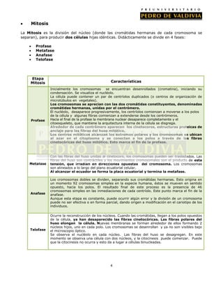 Mitosis
La Mitosis es la división del núcleo (donde las cromátidas hermanas de cada cromosoma se
separan), para producir dos células hijas idénticas. Didácticamente se divide en 4 fases:
Profase
Metafase
Anafase
Telofase

Etapa
Mitosis

Profase

Características
Inicialmente los cromosomas se encuentran desenrollados (cromatina), iniciando su
condensación. Se visualiza el nucléolo.
La célula puede contener un par de centríolos duplicados (o centros de organización de
microtúbulos en vegetales).
Los cromosomas se aprecian con las dos cromátidas constituyentes, denominadas
cromátidas hermanas, unidas por el centrómero.
El nucléolo, desaparece progresivamente, los centríolos comienzan a moverse a los polos
de la célula y algunas fibras comienzan a extenderse desde los centrómeros.
Hacia el final de la profase la membrana nuclear desaparece completamente y el
citoesqueleto, que mantiene la arquitectura interna de la célula se disgrega.
Alrededor de cada centrómero aparecen los cinetocoros, estructuras proteicas de
anclaje para las fibras del huso mitótico.
Los centros mitóticos alcanzan los extremos polares y los cromosomas se ubican
al azar en el citoplasma y se conectan a los polos a través de las fibras
cinetocóricas del huso mitótico. Esto marca el fin de la profase.

Metafase

Con las fibras del huso unidas al cinetocoro, los cromosomas pueden ser trasladados. Las
fibras del huso son contráctiles y los movimientos cromosomales son el producto de esta
tensión, que irradian en direcciones opuestas del cromosoma. Los cromosomas
son alineados a lo largo del plano ecuatorial celular.
Al alcanzar el ecuador se forma la placa ecuatorial y termina la metafase.

Anafase

Los cromosomas dobles se dividen, separando sus cromátidas hermanas. Esto origina en
un momento 92 cromosomas simples en la especie humana, éstos se mueven en sentido
opuesto, hacia los polos. El resultado final de este proceso es la presencia de 46
cromosomas simples en las inmediaciones de cada centríolo. Este punto marca el fin de la
anafase.
Aunque esta etapa es constante, puede ocurrir algún error y la división de un cromosoma
puede no ser efectiva o en forma parcial, dando origen a modificación en el cariotipo de los
individuos.

Telofase

Ocurre la reconstrucción de los núcleos. Cuando las cromátidas, llegan a los polos opuestos
de la célula, ya han desaparecido las fibras cinetocóricas. Las fibras polares del
huso elongan la célula. Nuevas membranas se forman alrededor de ellos formando 2
núcleos hijos, uno en cada polo. Los cromosomas se desenrollan y ya no son visibles bajo
el microscopio óptico.
Se observa el nucléolo en cada núcleo. Las fibras del huso se desagregan. En este
momento se observa una célula con dos núcleos, y la citocinesis puede comenzar. Puede
que la citocinesis no ocurra y esto da a lugar a células binucleadas.

4

 