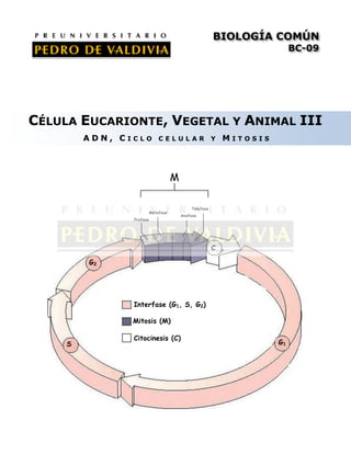 BIOLOGÍA COMÚN
BC-09

CÉLULA EUCARIONTE, VEGETAL Y ANIMAL III
ADN, CICLO

CELULAR

Y

MITOSIS

M

Metafase
Profase

Telofase
Anafase

C
G2

Interfase (G1, S, G2)
Mitosis (M)
S

Citocinesis (C)

G1

 