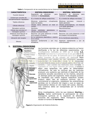 Tabla 1. Comparación de las características de los Sistemas Endocrino y Nervioso.

CARACTERÍSTICA

SISTEMA ENDOCRINO
Regulación de efectores
mantener la homeostasis.

Función General
Control por circuitos de
retroalimentación reguladora
Tejidos efectores
Células efectoras
Mensajero químico
Células que secretan el
mensajero químico
Distancia recorrida por el
mensajero químico
Ubicación del receptor
Efectos

1.

SISTEMA NERVIOSO
para

Regulación
de
efectores
mantener la homeostasis.

para

Sí, a través de reflejos endocrinos.

Sí, a través de reflejos nerviosos.

Efectores endocrinos: virtualmente
todos los tejidos.
Células diana (blanco) en todo el
cuerpo.
Hormona.
Células epiteliales glandulares o
células neurosecretoras.
Recorren una gran distancia a través
de la sangre circulante.
En la membrana plasmática o dentro
de la célula.
Aparecen tardíamente y son muy
duraderos.

Efectores nerviosos:
tejido glandular.
Células postsinápticas,
y en tejido glandular.
Neurotransmisor.

músculo

y

en músculo

Neuronas.
Recorren una corta distancia a nivel
de sinapsis microscópicas.
En la membrana plasmática.
Aparecen rápidamente
corta duración.

y son

de

SISTEMA ENDOCRINO
Las funciones ejercidas por el sistema endocrino se fueron
clarificando a la luz de diferentes experimentos. Las
investigaciones realizadas en 1849 por el doctor A.A.
Berthold demostraron la importancia de las gónadas en la
maduración de los gallos. Él demostró que si a un grupo de
gallos juveniles se les extraen los testículos éstos
manifiestan una atrofia de los caracteres sexuales
secundarios: no desarrollan cresta ni la agresividad
característica de estas aves en estado adulto. Pero hizo ver
también,
que cuando los testículos eran retirados e
injertados en una región diferente del cuerpo, próximos a
algún vaso sanguíneo, los gallos se desarrollaban
normalmente. De esto se concluye que los testículos
producen una sustancia que estimula el desarrollo de los
caracteres sexuales secundarios en los machos, actuando
en distintas partes del organismo. Estos estudios pusieron
de manifiesto que ciertos órganos específicos pueden
producir algún tipo de sustancia química, que al
suministrarse al organismo, restablecen las características
perdidas con la remoción del órgano y que es capaz de
desencadenar efectos en otro tejido del cuerpo. Además,
esta sustancia debía ser transportada por el torrente
sanguíneo.
Otros investigadores, entre los que destacan Starling y
Bayliss, fueron confirmando la participación de otros
mensajeros químicos en la regulación de diferentes
funciones del organismo. Estos mensajeros químicos
reciben el nombre de hormonas.

Figura 2. Organización del Sistema Endocrino.

3

 