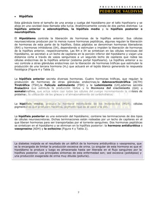 Hipófisis
Esta glándula tiene el tamaño de una arveja y cuelga del hipotálamo por el tallo hipofisiario y se
aloja en una cavidad ósea llamada silla turca. Anatómicamente consta de dos partes distintas: La
hipófisis anterior o adenohipófisis, la hipófisis media y la hipófisis posterior o
neurohipófisis.
El Hipotálamo controla la liberación de hormonas de la hipófisis anterior. Sus células
neurosecretoras producen por lo menos nueve hormonas peptídicas, algunas regulan la liberación
de hormonas de esta parte de la hipófisis. Estos péptidos se denominan hormonas liberadoras
(RH) u hormonas inhibidoras (IH), dependiendo si estimulan o impiden la liberación de hormonas
de la hipófisis anterior, respectivamente. Las RH e IH se sintetizan en las células nerviosas del
hipotálamo, se secretan a un lecho de capilares en la porción inferior del hipotálamo y viajan una
distancia corta a través de vasos sanguíneos a un segundo lecho de capilares que rodea las
células endocrinas de la hipófisis anterior (sistema portal hipofisiario). La hipófisis anterior a su
vez controla a otras glándulas endocrinas con la liberación de hormonas tróficas que estimulan la
producción de una tercera hormona (H 3) que actuará en el tejido blanco generando la respuesta
fisiológica (Figura 4 y Tabla 2).
La hipófisis anterior secreta diversas hormonas. Cuatro hormonas tróficas, que regulan la
producción de hormonas de otras glándulas endocrinas;la Adenocorticotrófica (ACTH)
Tirotrófica (TSH),la Folículo estimulante (FSH) y la Luteinizante (LH),ademas secreta
Prolactina que estimula la producción láctea y la Hormona del crecimiento (GH) o
somatotrofina, que actúa sobre casi todas las células del cuerpo incrementando la síntesis de
proteínas, la utilización de las grasas y el almacenamiento de carbohidratos.
La hipófisis media, produce la hormona estimulante de los melanocitos (MSH); células
pigmentarias que producen melanina, pigmento que da el color a la piel.
La hipófisis posterior es una extensión del hipotálamo; contiene las terminaciones de dos tipos
de células neurosecretoras. Dichas terminaciones están rodeadas por un lecho de capilares en el
que liberan hormonas para ser transportadas por el torrente sanguíneo. Dos hormonas peptídicas
se sintetizan en el hipotálamo y se eliminan en la hipófisis posterior: la hormona antidiurética o
vasopresina (ADH) y la oxitocina (Figura 4 y Tabla 2).

La diabetes insípida es el resultado de un déficit de la hormona antidiurética o vasopresina, que
es la encargada de limitar la producción excesiva de orina. Lo singular de esta hormona es que el
hipotálamo la produce y luego es almacenada hasta ser liberada en el flujo sanguíneo por la
hipófisis posterior. Los principales síntomas de esta enfermedad son; sed excesiva (polidipsia) y
una producción exagerada de orina muy diluida (poliuria).

7

 