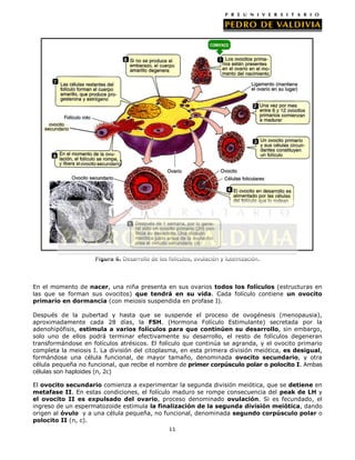 Figura 6. Desarrollo de los folículos, ovulación y luteinización.

En el momento de nacer, una niña presenta en sus ovarios todos los folículos (estructuras en
las que se forman sus ovocitos) que tendrá en su vida. Cada folículo contiene un ovocito
primario en dormancia (con meiosis suspendida en profase I).
Después de la pubertad y hasta que se suspende el proceso de ovogénesis (menopausia),
aproximadamente cada 28 días, la FSH. (Hormona Folículo Estimulante) secretada por la
adenohipófisis, estimula a varios folículos para que continúen su desarrollo, sin embargo,
solo uno de ellos podrá terminar efectivamente su desarrollo, el resto de folículos degeneran
transformándose en folículos atrésicos. El folículo que continúa se agranda, y el ovocito primario
completa la meiosis I. La división del citoplasma, en esta primera división meiótica, es desigual,
formándose una célula funcional, de mayor tamaño, denominada ovocito secundario, y otra
célula pequeña no funcional, que recibe el nombre de primer corpúsculo polar o polocito I. Ambas
células son haploides (n, 2c)
El ovocito secundario comienza a experimentar la segunda división meiótica, que se detiene en
metafase II. En estas condiciones, el folículo maduro se rompe consecuencia del peak de LH y
el ovocito II es expulsado del ovario, proceso denominado ovulación. Si es fecundado, el
ingreso de un espermatozoide estimula la finalización de la segunda división meiótica, dando
origen al óvulo y a una célula pequeña, no funcional, denominada segundo corpúsculo polar o
polocito II (n, c).
11

 