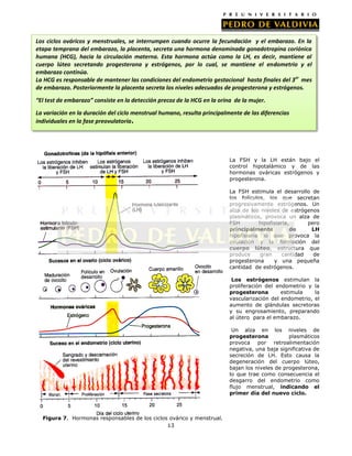 Los ciclos ováricos y menstruales, se interrumpen cuando ocurre la fecundación y el embarazo. En la
etapa temprana del embarazo, la placenta, secreta una hormona denominada gonadotropina coriónica
humana (HCG), hacia la circulación materna. Esta hormona actúa como la LH, es decir, mantiene al
cuerpo lúteo secretando progesterona y estrógenos, por lo cual, se mantiene el endometrio y el
embarazo continúa.
La HCG es responsable de mantener las condiciones del endometrio gestacional hasta finales del 3 er mes
de embarazo. Posteriormente la placenta secreta los niveles adecuados de progesterona y estrógenos.
“El test de embarazo” consiste en la detección precoz de la HCG en la orina de la mujer.
La variación en la duración del ciclo menstrual humano, resulta principalmente de las diferencias
individuales en la fase preovulatoria.

La FSH y la LH están bajo el
control hipotalámico y de las
hormonas ováricas estrógenos y
progesterona.
La FSH estimula el desarrollo de
los folículos, los que secretan
progresivamente estrógenos. Un
alza de los niveles de estrógenos
plasmáticos, provoca un alza de
FSH
hipofisiaria,
pero
principalmente
de
LH
hipofisiaria lo que provoca la
ovulación y la formación del
cuerpo lúteo, estructura que
produce
gran
cantidad
de
progesterona
y una pequeña
cantidad de estrógenos.
Los estrógenos estimulan la
proliferación del endometrio y la
progesterona
estimula
la
vascularización del endometrio, el
aumento de glándulas secretoras
y su engrosamiento, preparando
al útero para el embarazo.
Un alza en los niveles de
progesterona
plasmáticos
provoca por retroalimentación
negativa, una baja significativa de
secreción de LH. Esto causa la
degeneración del cuerpo lúteo,
bajan los niveles de progesterona,
lo que trae como consecuencia el
desgarro del endometrio como
flujo menstrual, indicando el
primer día del nuevo ciclo.

Figura 7. Hormonas responsables de los ciclos ovárico y menstrual.
13

 