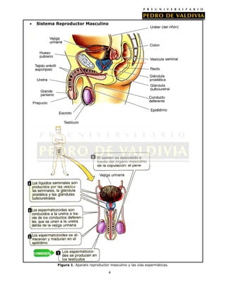 Sistema Reproductor Masculino

Figura 1. Aparato reproductor masculino y las vías espermáticas.
4

 