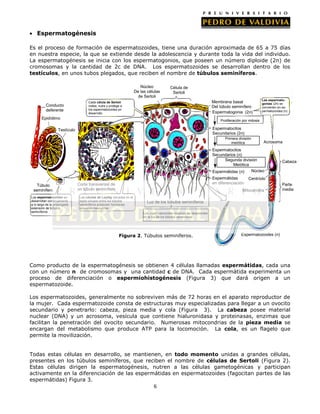 Espermatogénesis
Es el proceso de formación de espermatozoides, tiene una duración aproximada de 65 a 75 días
en nuestra especie, la que se extiende desde la adolescencia y durante toda la vida del individuo.
La espermatogénesis se inicia con los espermatogonios, que poseen un número diploide (2n) de
cromosomas y la cantidad de 2c de DNA. Los espermatozoides se desarrollan dentro de los
testículos, en unos tubos plegados, que reciben el nombre de túbulos seminíferos.
Núcleo
De las células
de Sertoli
Conducto
deferente

Célula de
Sertoli
Membrana basal
Del túbulo seminífero
Espermatogonia (2n)

Cada célula de Sertoli
rodea, nutre y protege a
los espermatozoides en
desarrollo

Epidídimo

Las espermatogonias (2n) se
convierten en espermatozoides (n)

Proliferación por mitosis

Espermatocitos
Secundarios (2n)

Testículo

Primera división
meiótica

Acrosoma

Espermatocitos
Secundarios (n)
Segunda división
Meiótica
Núcleo
Espermátidas (n)
Túbulo
seminífero
Los espermatozoides se
desarrollan continuamente
a lo largo de la prolongada
extensión de túbulos
seminíferos

Espermátidas
en diferenciación

Corte transversal de
un túbulo seminífero

Centríolo

Mitocondria
Mitocondria

Las células de Leydig ubicadas en el
tejido situado entre los túbulos
seminíferos producen hormonas
sexuales masculinas

Cabeza

Parte
media

Luz de los túbulos seminíferos
Los espermatozoides maduros se desprenden
en la luz de los túbulos seminíferos

Figura 2. Túbulos seminíferos.

Espermatozoides (n)

Como producto de la espermatogénesis se obtienen 4 células llamadas espermátidas, cada una
con un número n de cromosomas y una cantidad c de DNA. Cada espermátida experimenta un
proceso de diferenciación o espermiohistogénesis (Figura 3) que dará origen a un
espermatozoide.
Los espermatozoides, generalmente no sobreviven más de 72 horas en el aparato reproductor de
la mujer. Cada espermatozoide consta de estructuras muy especializadas para llegar a un ovocito
secundario y penetrarlo: cabeza, pieza media y cola (Figura 3). La cabeza posee material
nuclear (DNA) y un acrosoma, vesícula que contiene hialuronidasa y proteinasas, enzimas que
facilitan la penetración del ovocito secundario. Numerosas mitocondrias de la pieza media se
encargan del metabolismo que produce ATP para la locomoción. La cola, es un flagelo que
permite la movilización.
Todas estas células en desarrollo, se mantienen, en todo momento unidas a grandes células,
presentes en los túbulos seminíferos, que reciben el nombre de células de Sertoli (Figura 2).
Estas células dirigen la espermatogénesis, nutren a las células gametogénicas y participan
activamente en la diferenciación de las espermátidas en espermatozoides (fagocitan partes de las
espermátidas) Figura 3.
6

 