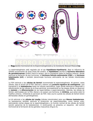 Figura 3. Espermiohistogénesis.

Regulación hormonal de la Espermatogénesis y la Conducta Sexual Masculina
La espermatogénesis está regulada por el eje hipotálamo-hipofisiario. Bajo la influencia de
señales provenientes de otras áreas del cerebro, el hipotálamo secreta la hormona liberadora
de gonadotropinas (GnRH) hacia la sangre, que la transporta hasta la hipófisis anterior, donde
estimula la liberación de dos hormonas: la hormona folículo estimulante (FSH) y la hormona
luteinizante (LH) o también denominada hormona estimulante de las células intersticiales
(ICSH).
La FSH estimula a las células de Sertoli incrementado la espermatogénesis. Al parecer, estas
células, bajo la acción de la FSH, fabrican y liberan una proteína ligadora de andrógenos que
transporta a la testosterona hasta los túbulos seminíferos, lugar donde estimula el desarrollo y
diferenciación de las células de la línea germinal, principalmente en las etapas donde se observan
la meiosis y la diferenciación de las espermátidas a espermatozoides. Además, las células de
Sertoli, estimuladas por la FSH, liberan a la sangre una hormona, la inhibina, que actúa sobre la
hipófisis anterior, inhibiendo la secreción de FSH. Esto ocurre cuando las células de Sertoli tienen
demasiadas células en gametogénesis.
La LH estimula a las células de Leydig (células intersticiales) para que liberen testosterona.
La testosterona también estimula la producción de espermatozoides, como hemos visto,
estimulando ciertas etapas de la espermatogénesis y la función normal de las células de Sertoli
(acción paracrina de la testosterona). A continuación se presenta un esquema del control
hormonal de la formación de los gametos masculinos (Figura 4).

7

 