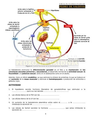 Actúa sobre la hipófisis
anterior estimulando la
Producción de LH y FSH

Actúa sobre las
células de Sertoli
estimulando la
espermiogénesis
(túbulos seminíferos)

Hipotálamo

GnRH

Hipófisis
anterior

Inhibina

Secretada por las
células de Sertoli actúa
sobre la adenohipófisis,
inhibiendo secreción de
FSH

LH
FSH
Actúa sobre las
células intersticiales
estimulando la
producción de
testosterona

Testículo
Testosterona

Estimula el desarrollo
de los espermatozoides
Figura 4. Control hormonal de la Gametogénesis masculina.

La testosterona promueve la diferenciación gonadal en el feto y la mantención de los
caracteres sexuales primarios y secundarios, el desarrollo normal de la actividad sexual, la
fecundidad y la potencia sexual, tanto en el adolescente como en el adulto.
Además, tiene un efecto anabólico, ya que estimula la síntesis de proteínas, lo que se traduce en
un aumento de la masa muscular y estimula la hematopoyesis o producción de eritrocitos o
glóbulos rojos.

ACTIVIDAD
1.

El hipotálamo secreta hormona liberadora de gonadotrofinas que
………………………………que a su vez secreta ……………………. y ………………………..

2.

Las células blanco de la FSH son las ………………………………………

3.

Las células blanco de la LH son las ………………………………………..

4.

Un aumento de la testosterona plasmática actúa sobre el……………… y la ………………………..
inhibiendo la secreción de ……………………………………..

5.

Las células de Sertoli secretan la hormona ………………………………. que actúa inhibiendo la
secreción de …………………………..
8

estimulan

a

la

 