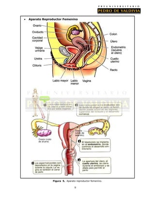 Aparato Reproductor Femenino

Figura 5. Aparato reproductor femenino.
9

 