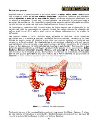 Intestino grueso

Anatómicamente, el intestino grueso se encuentra dividido en ciego, colon, recto y ano (Figura
11). El intestino grueso no secreta enzimas digestivas. La principal función de este segmento
es la de absorber el agua de las materias sin digerir, por lo que se absorbe solo el agua que
no alcanzó a absorberse a nivel del intestino delgado. La absorción de agua contribuye a
aumentar la consistencia del contenido intestinal hasta que éste adquiera el estado semisólido
característico de las sustancias que pasan desde el intestino delgado al grueso.
La defecación o vaciamiento del intestino grueso es desencadenado por la distensión de las
paredes del recto por acumulación de materias fecales, las cuales estimulan la relajación del
esfínter anal interno. Si el esfínter anal externo es relajado voluntariamente, se produce la
defecación.
Las materias fecales o heces contienen agua, alimentos no digeridos, ciertas sustancias
excretadas por el organismo y una gran cantidad de bacterias muertas. La presencia de estas
últimas se explica porque el intestino grueso aloja una enorme población de bacterias que
constituyen la flora intestinal. De estas bacterias, la más conocida es la Escherichia coli, especie
que los biólogos utilizan a menudo en sus experimentos de genética y bioquímica. En el intestino
grueso, la flora bacteriana normal metaboliza los desechos de putrefacción y fermentación, lo que
genera los gases intestinales y contribuyen a producir el olor peculiar de los excrementos. Estas
bacterias también sintetizan algunas vitaminas del complejo B y vitamina K, que luego
son absorbidas por el intestino grueso. Es importante recordar que los antibióticos administrados
por vía oral, pueden perturbar la proporción natural de la flora bacteriana, lo que posibilita el
desarrollo de otras bacterias capaces de provocar trastornos orgánicos.




                              Figura 11. Anatomía del intestino grueso.



Finalmente, durante el día ingresa al tubo un volumen muy grande de sólidos y líquidos. El origen
de este material en tránsito es la alimentación y también las secreciones digestivas. La figura 12
resume la cantidad de líquidos que circulan en el sistema digestivo.
                                                 10
 
