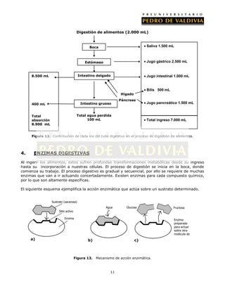 Digestión de alimentos (2.000 mL)



                                             Boca                             Saliva 1.500 mL



                                           Estómago                           Jugo gástrico 2.500 mL


     8.500 mL                          Intestino delgado                      Jugo intestinal 1.000 mL


                                                                              Bilis 500 mL
                                                               Hígado
                                                               Páncreas
     400 mL                             Intestino grueso                      Jugo pancreático 1.500 mL


     Total                            Total agua perdida
     absorción                              100 mL                            Total ingreso 7.000 mL
     8.900 mL


     Figura 12. Contribución de cada vía del tubo digestivo en el proceso de digestión de alimentos.




4.    ENZIMAS DIGESTIVAS

Al ingerir los alimentos, estos sufren profundas transformaciones metabólicas desde su ingreso
hasta su incorporación a nuestras células. El proceso de digestión se inicia en la boca, donde
comienza su trabajo. El proceso digestivo es gradual y secuencial, por ello se requiere de muchas
enzimas que van a ir actuando concertadamente. Existen enzimas para cada compuesto químico,
por lo que son altamente específicas.

El siguiente esquema ejemplifica la acción enzimática que actúa sobre un sustrato determinado.


                 Sustrato (sacarosa)
                                                       Agua        Glucosa                   Fructosa
                      Sitio activo

                          Enzima                                                                Enzima
                                                                                                preparada
                                                                                                para actuar
                                                                                                sobre otra
                                                                                                molécula de
                                                                                                sustrato
     a)                                     b)                          c)



                                     Figura 13.   Mecanismo de acción enzimática.



                                                          11
 