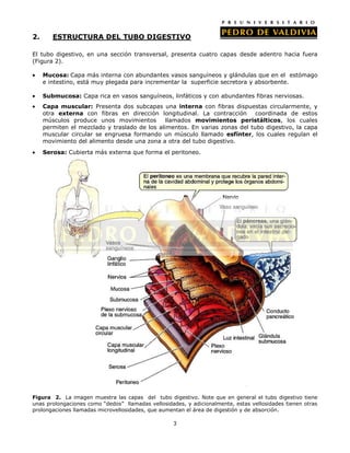 2.      ESTRUCTURA DEL TUBO DIGESTIVO

El tubo digestivo, en una sección transversal, presenta cuatro capas desde adentro hacia fuera
(Figura 2).

     Mucosa: Capa más interna con abundantes vasos sanguíneos y glándulas que en el estómago
     e intestino, está muy plegada para incrementar la superficie secretora y absorbente.

     Submucosa: Capa rica en vasos sanguíneos, linfáticos y con abundantes fibras nerviosas.
     Capa muscular: Presenta dos subcapas una interna con fibras dispuestas circularmente, y
     otra externa con fibras en dirección longitudinal. La contracción       coordinada de estos
     músculos produce unos movimientos         llamados movimientos peristálticos, los cuales
     permiten el mezclado y traslado de los alimentos. En varias zonas del tubo digestivo, la capa
     muscular circular se engruesa formando un músculo llamado esfínter, los cuales regulan el
     movimiento del alimento desde una zona a otra del tubo digestivo.
     Serosa: Cubierta más externa que forma el peritoneo.




Figura 2. La imagen muestra las capas del tubo digestivo. Note que en general el tubo digestivo tiene
unas prolongaciones como “dedos” llamadas vellosidades, y adicionalmente, estas vellosidades tienen otras
prolongaciones llamadas microvellosidades, que aumentan el área de digestión y de absorción.

                                                   3
 