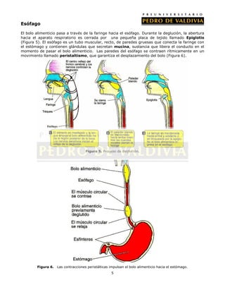 Esófago

El bolo alimenticio pasa a través de la faringe hacia el esófago. Durante la deglución, la abertura
hacia el aparato respiratorio es cerrada por una pequeña placa de tejido llamado Epiglotis
(Figura 5). El esófago es un tubo muscular, recto, de paredes gruesas que conecta la faringe con
el estómago y contienen glándulas que secretan mucina, sustancia que libera el conducto en el
momento de pasar el bolo alimenticio. Las paredes del esófago se contraen rítmicamente en un
movimiento llamado peristaltismo, que garantiza el desplazamiento del bolo (Figura 6).




                                     Figura 5. Proceso de deglución.




        Figura 6.   Las contracciones peristálticas impulsan el bolo alimenticio hacia el estómago.
                                                    5
 