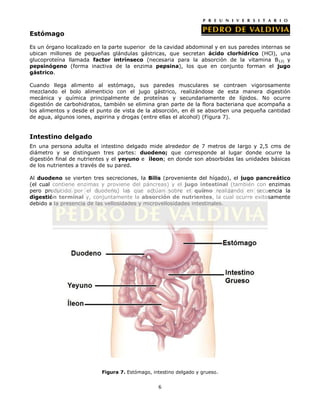 Estómago

Es un órgano localizado en la parte superior de la cavidad abdominal y en sus paredes internas se
ubican millones de pequeñas glándulas gástricas, que secretan ácido clorhídrico (HCl), una
glucoproteína llamada factor intrínseco (necesaria para la absorción de la vitamina B12) y
pepsinógeno (forma inactiva de la enzima pepsina), los que en conjunto forman el jugo
gástrico.

Cuando llega alimento al estómago, sus paredes musculares se contraen vigorosamente
mezclando el bolo alimenticio con el jugo gástrico, realizándose de esta manera digestión
mecánica y química principalmente de proteínas y secundariamente de lípidos. No ocurre
digestión de carbohidratos, también se elimina gran parte de la flora bacteriana que acompaña a
los alimentos y desde el punto de vista de la absorción, en él se absorben una pequeña cantidad
de agua, algunos iones, aspirina y drogas (entre ellas el alcohol) (Figura 7).


Intestino delgado
En una persona adulta el intestino delgado mide alrededor de 7 metros de largo y 2,5 cms de
diámetro y se distinguen tres partes: duodeno; que corresponde al lugar donde ocurre la
digestión final de nutrientes y el yeyuno e íleon; en donde son absorbidas las unidades básicas
de los nutrientes a través de su pared.

Al duodeno se vierten tres secreciones, la Bilis (proveniente del hígado), el jugo pancreático
(el cual contiene enzimas y proviene del páncreas) y el jugo intestinal (también con enzimas
pero producido por el duodeno) las que actúan sobre el quimo realizando en secuencia la
digestión terminal y, conjuntamente la absorción de nutrientes, la cual ocurre exitosamente
debido a la presencia de las vellosidades y microvellosidades intestinales.




                          Figura 7. Estómago, intestino delgado y grueso.


                                                6
 