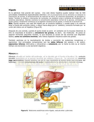Hígado
Es la glándula más grande del cuerpo. Una sola célula hepática puede realizar más de 500
actividades metabólicas especializadas distintas y en el procesamiento de los alimentos se destacan la
Inactivación de toxinas, el almacenamiento de reservas de hierro, de vitaminas liposolubles, de glucógeno y
lípidos. También la síntesis e intercambio de nutrientes, de colesterol unido a proteínas de transporte y de
proteínas plasmáticas. Además mantiene la concentración plasmática normal de la glucosa, aminoácidos y
ácidos grasos y finalmente contribuye en la digestión mecánica de las grasas, a través de la secreción de
Bilis, líquido alcalino, que sale del hígado por el conducto hepático, y puede pasar a la vesícula
biliar a través del conducto cístico, o seguir hacia abajo por el colédoco, conducto formado por la
unión del cístico con el hepático (Figura 8).

Después de una comida, cuando el quimo ácido se pone en contacto con la mucosa intestinal, la
bilis es impulsada al duodeno y emulsiona las grasas, es decir, las moléculas de grasa se
separan formando pequeñas micelas, lo que favorece la acción de las enzimas que degradan
lípidos, como no contiene enzimas, solo realiza digestión mecánica sobre las grasas.

También participa en la neutralización de ácidos y excreción de sustancias inorgánicas y
pigmentos. Sus principales componentes son las sales biliares (de potasio y de sodio),
pigmentos biliares (bilirrubina y biliverdina) y colesterol, por lo tanto la bilis es al mismo
tiempo una excreción y una secreción digestiva.




Páncreas
Glándula situada por detrás del estómago, en la cavidad que le forma el duodeno. Su conducto
excretor desemboca en la porción terminal del colédoco (Figura 8). Su secreción se denomina
jugo pancreático, líquido alcalino, de pH 8, que neutraliza al quimo ácido que proviene del
estómago. Contiene bicarbonato de sodio, responsable de su alcalinidad y variadas enzimas.




                 Figura 8. Relaciones anatómicas entre hígado, vesícula biliar y páncreas.

                                                     7
 