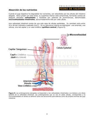 Absorción de los nutrientes

Cuando el jugo digestivo ha degradado los nutrientes, son absorbidos por las células del intestino
delgado. Para cumplir con esta tarea, su superficie interior está comprimida, formando cientos de
pliegues llamados vellosidades y revestido por millones de prominencias, denominadas
microvellosidades intestinales, aproximadamente 600 por cada célula.

Una vellosidad intestinal consta de una sola capa de células epiteliales. Su cantidad varía entre
10 a 40 por milímetro cuadrado (mm2). En su estructura interna se distinguen una arteriola, una
vénula, una red capilar y un vaso linfático (quilífero central) (Figura 9).



                                                                                     Microvellosidad




Figura 9. Las prolongaciones alargadas corresponden a las vellosidades intestinales y se destaca una célula
epitelial de la vellosidad intestinal. Las prolongaciones que se ven en estas células, corresponden a la
microvellosidades en donde se adhieren tanto las secreciones pancreáticas como las propias enzimas del jugo
intestinal.




                                                    8
 