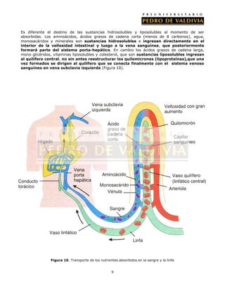 Es diferente el destino de las sustancias hidrosolubles y liposolubles al momento de ser
absorbidas. Los aminoácidos, ácidos grasos de cadena corta (menos de 8 carbonos), agua,
monosacáridos y minerales son sustancias hidrosolubles e ingresan directamente en el
interior de la vellosidad intestinal y luego a la vena sanguínea, que posteriormente
formará parte del sistema porta-hepático. En cambio los ácidos grasos de cadena larga,
mono glicéridos, vitaminas liposolubles y colesterol, que son sustancias liposolubles ingresan
al quilífero central, no sin antes reestructurar los quilomicrones (lipoproteínas),que una
vez formados se dirigen al quilífero que se conecta finalmente con el sistema venoso
sanguíneo en vena subclavia izquierda (Figura 10).




               Figura 10. Transporte de los nutrientes absorbidos en la sangre y la linfa


                                                   9
 