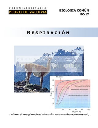BIOLOGIA COMÚN
BC-17

RESPIRACIÓN

La llama (Lama glama) está adaptada a vivir en altura, con menos O2

 