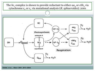 The bc1 complex is shown to provide reductant to either aa3 or cbb3 via cytochrome c2 or cy via mutational analysis (R. sphaeroides): 2001Daldal, et.al., J Bact. 2001, 2013–2024. 