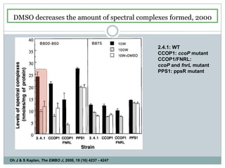 DMSO decreases the amount of spectral complexes formed, 2000   2.4.1: WTCCOP1: ccoP mutantCCOP1/FNRL:ccoP and fnrL mutantPPS1: ppsR mutantOh J & S Kaplan, The EMBO J, 2000, 19 (16) 4237 - 4247