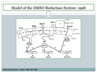 Model of the DMSO Reductase System: 1998Mouncey & Kaplan, J. Bact., 1998, 1951-1961