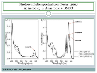 Photosynthetic spectral complexes: 2007A: Aerobic;  B. Anaerobic + DMSOdeletionwildtypemutantmutantKim et. al., J. Bact., 2007, 5617-5625.
