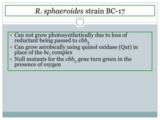 R. sphaeroides strain BC-17Can not grow photosynthetically due to loss of reductant being passed to cbb3Can grow aerobically using quinol oxidase (Qxt) in place of the bc1 complexNull mutants for the cbb3 gene turn green in the presence of oxygen