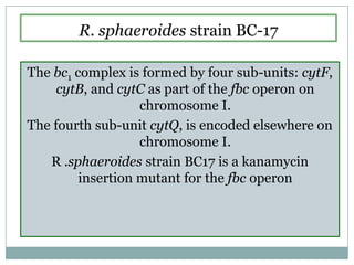 R. sphaeroides strain BC-17The bc1 complex is formed by four sub-units: cytF, cytB, and cytC as part of the fbc operon on chromosome I. The fourth sub-unit cytQ, is encoded elsewhere on chromosome I. R .sphaeroides strain BC17 is a kanamycin insertion mutant for the fbc operon
