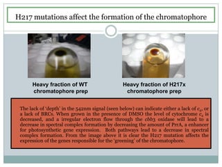 H217 mutations affect the formation of the chromatophoreHeavy fraction of WT chromatophore prepHeavy fraction of H217xchromatophore prepThe lack of ‘depth’ in the 542nm signal (seen below) can indicate either a lack of c2, or a lack of BRCs. When grown in the presence of DMSO the level of cytochrome c2 is decreased, and a irregular electron flow through the cbb3 oxidase will lead to a decrease in spectral complex formation by decreasing the amount of PrrA, a enhancer for photosynthetic gene expression.  Both pathways lead to a decrease in spectral complex formation. From the image above it is clear the H217 mutation affects the expression of the genes responsible for the ‘greening’ of the chromatophore.