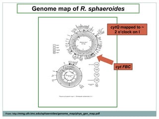 Genome map of R. sphaeroidescytQ mapped to ~ 2 o’clock on I cyt FBCFrom: http://mmg.uth.tmc.edu/sphaeroides/genome_map/phys_gen_map.pdf