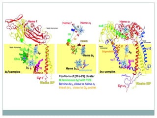 Bc17 And Cyt B150 A Fools Game