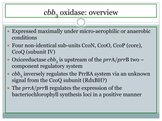 cbb3 oxidase: overviewExpressed maximally under micro-aerophilic or anaerobic conditionsFour non-identical sub-units CcoN, CcoO, CcoP (core), CcoQ (subunit IV)Oxioreductase cbb3 is upstream of the prrA/prrB two – component regulatory systemcbb3 inversely regulates the PrrBA system via an unknown signal from the CcoQ subunit (RdxBH?)The prrA/prrB regulates the expression of the bacteriochlorophyll synthesis loci in a positive manner