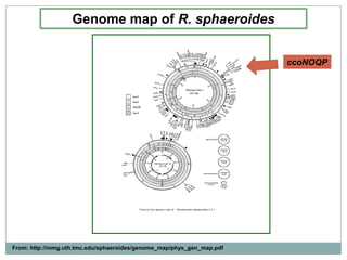 Genome map of R. sphaeroidesccoNOQPFrom: http://mmg.uth.tmc.edu/sphaeroides/genome_map/phys_gen_map.pdf