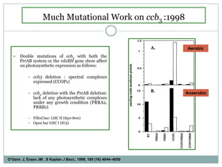 Much Mutational Work on ccb3 :1998AerobicDouble mutations of ccb3 with both the PrrAB system or the rdxBH gene show affect on photosynthetic expression as follows:ccb3 deletion : spectral complexes expressed (CCOP1)ccb3 deletion with the PrrAB deletion: lack of any photosynthetic complexes under any growth condition (PRRA2, PRRB1)Filled bar: LHC II (850-800)Open bar LHC I (875)AnaerobicO’Gara  J, Eraso JM , S Kaplan J Bact., 1998, 180 (16) 4044–4050